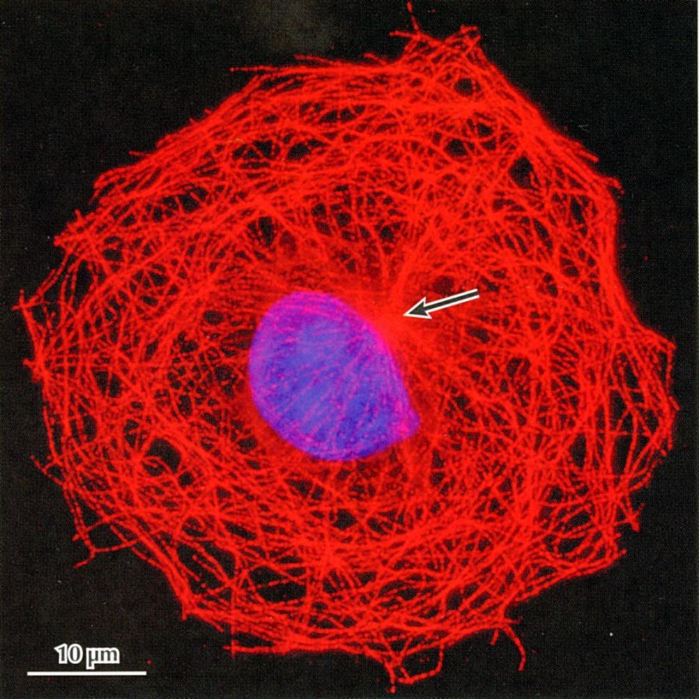 Organelles of Cells Cytoskeleton: Filaments of structural proteins present in a matrix throughout the cell.