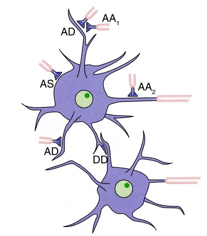 Synapse Synapses between neurons can be: