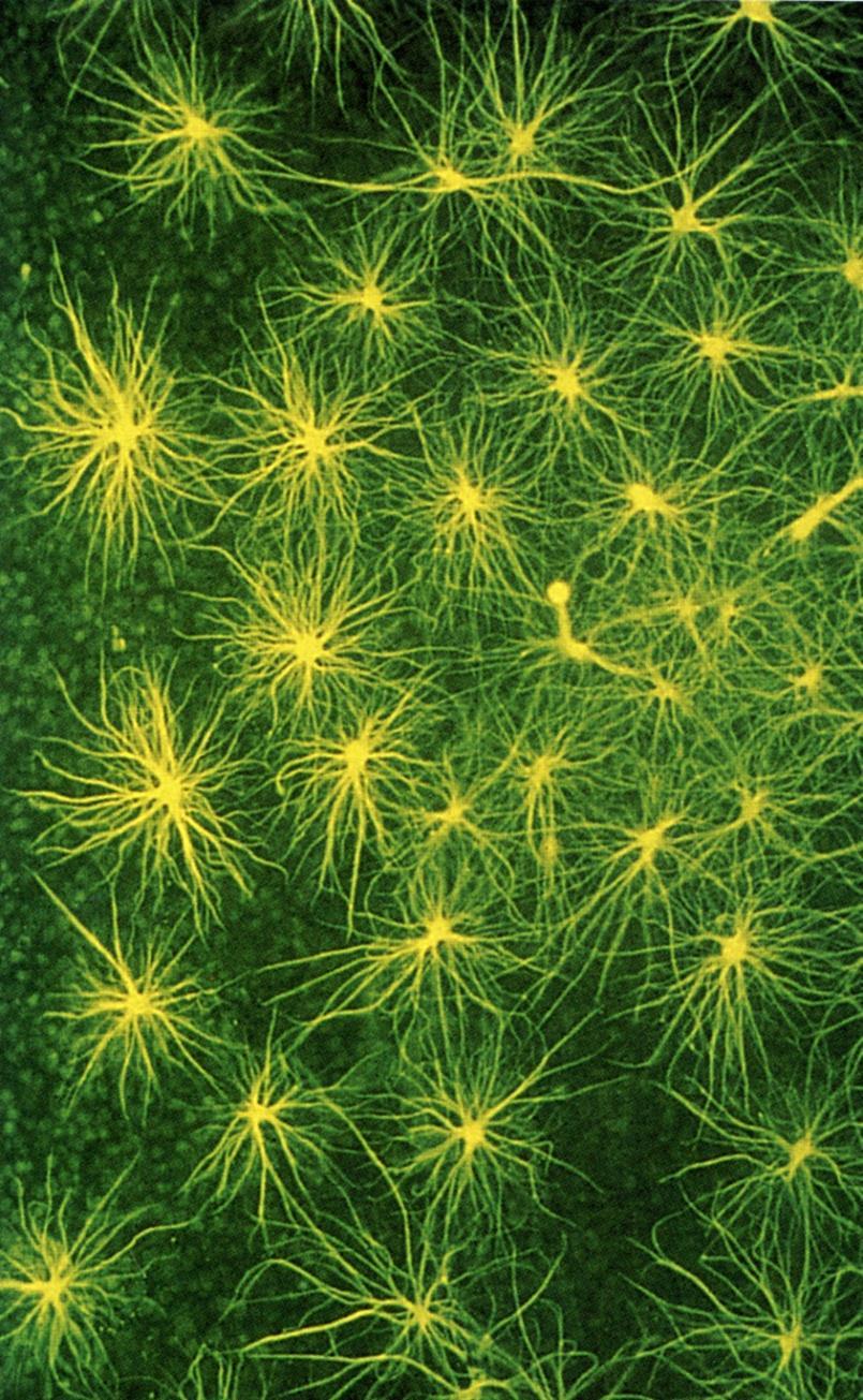 Astrocytes Star-shaped glial cells in the CNS Most abundant cell type of the brain and spinal