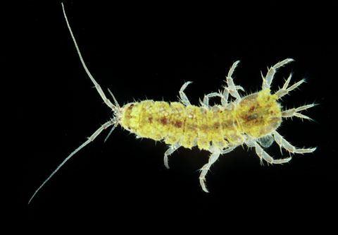 3) Examples Isopods in separate rivers each evolve to exploit the most abundant fungi This pattern breaks down when both species occur together http://nathistoc.bio.uci.