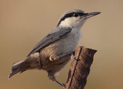3) Examples Character displacement in Eurasian nuthatches?