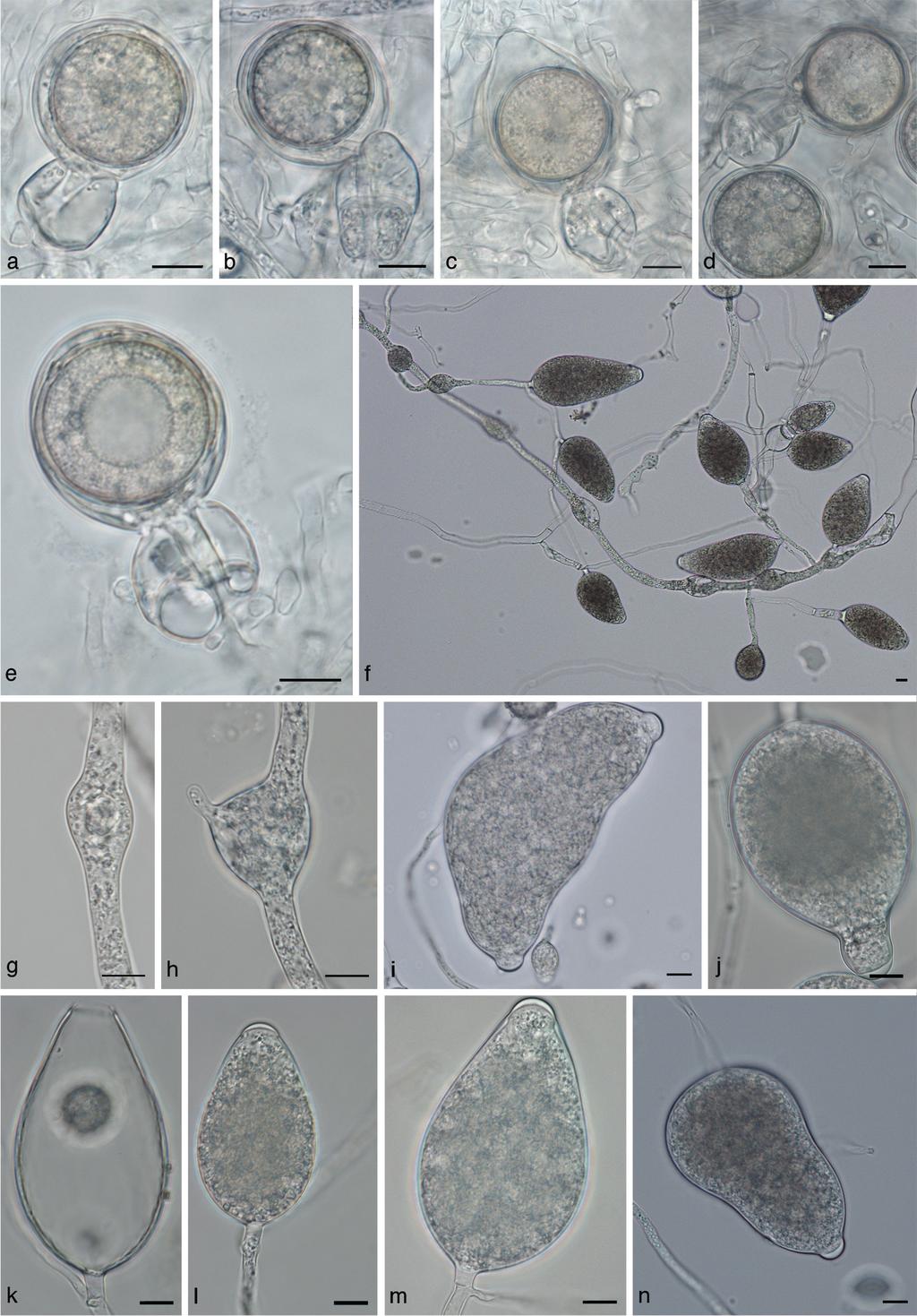 70 Persoonia Volume 31, 2013 Fig. 5 Phytophthora cichorii morphology. a e. Oogonia with 2-celled amphigynous antheridia; f.
