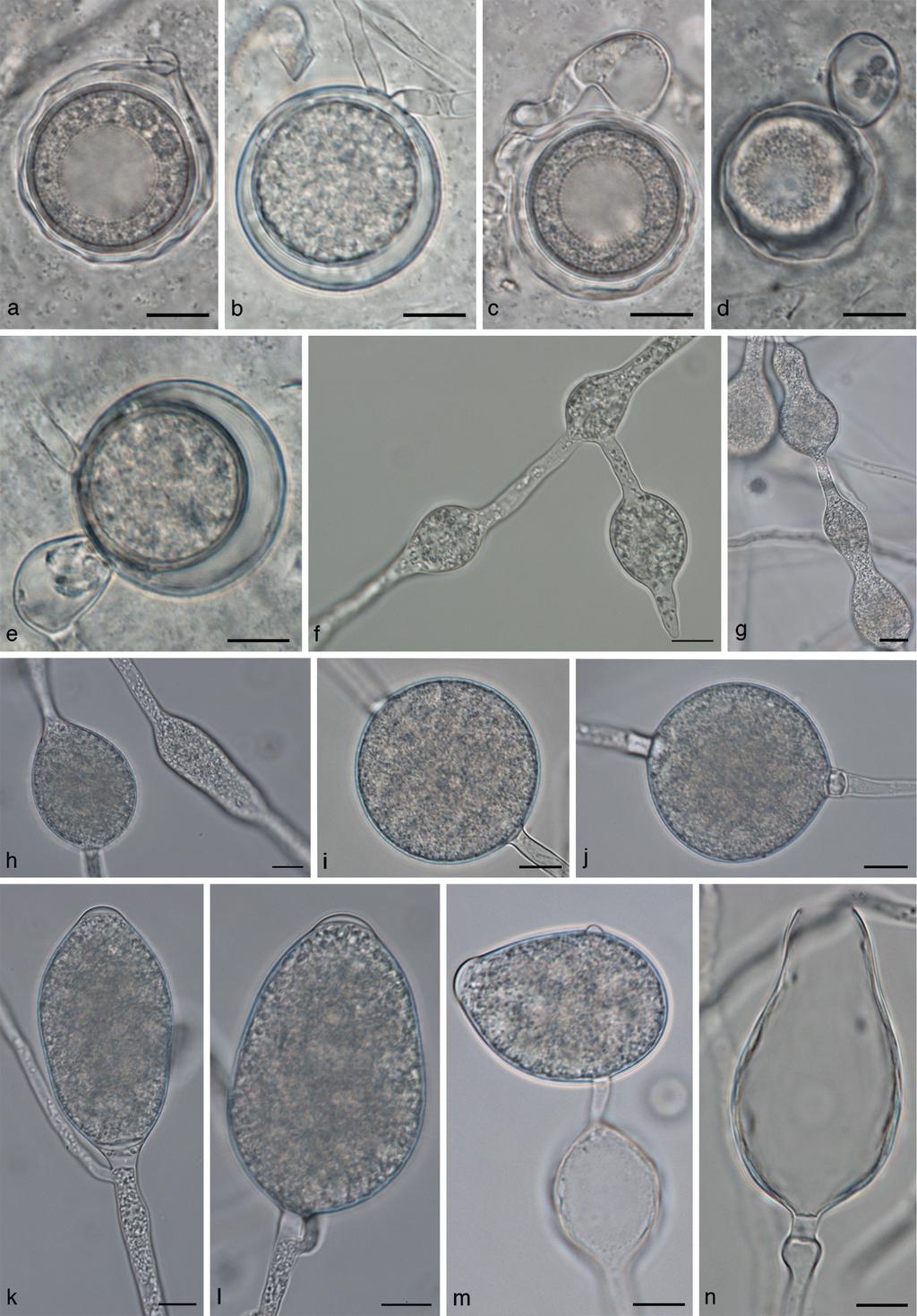 L. Bertier et al.: Phytophthora clade 8b 71 Fig. 6 Phytophthora dauci morphology. a e. Oogonia; a, c, d. oogonia with wavy oogonium walls; b. intercalary oogonium; c e. paragynous antheridia; f h.