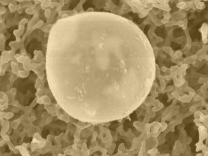 ca. 0.1 m Ammonium sulfate: ca. 0.1 m Pollen: 10-100 m Sea salt: 0.