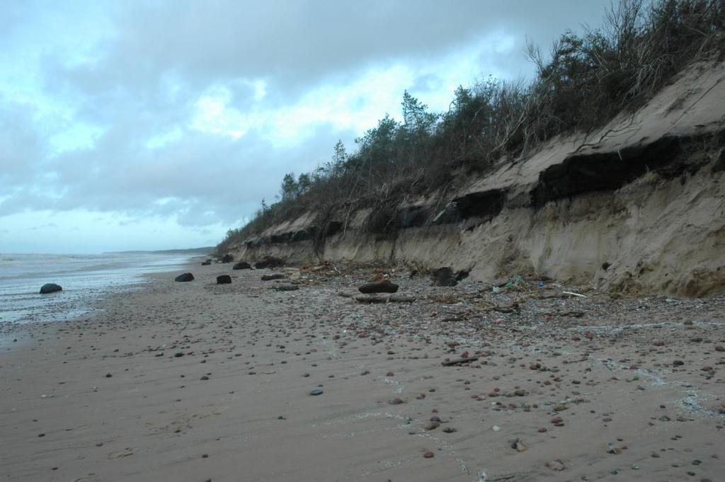 Fig. 2. The water-escape structures of sand and silt covered by organic deposit layer at the Baltic Sea Cliff near the Sarnate.
