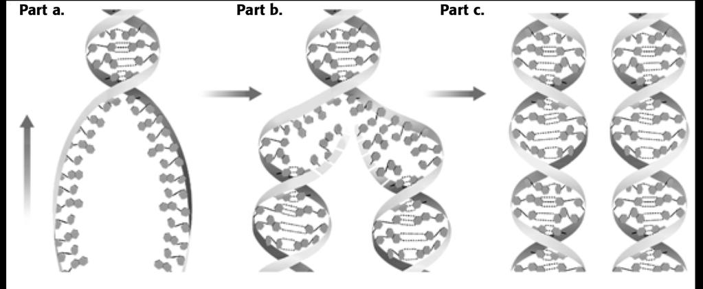 12. The figure below shows DNA replicating.