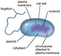 7. What type of cell is pictured, and how can you identify it? a. It is a prokaryotic plant cell because it has a cell wall. b. It is a eukaryotic plant cell because it has a cell wall. c. It is a eukaryotic cell because it has a flagella.