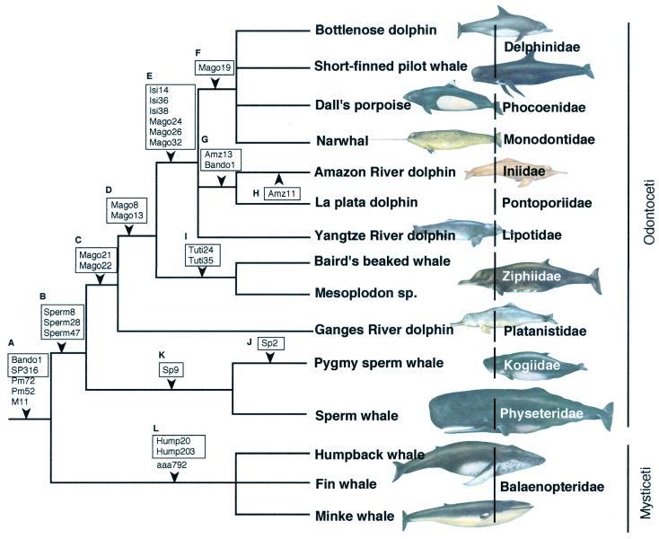 lades and monophyly lade: a monophyletic group Includes the most recent common ancestor (MR) of a set of leaves and all of the descendants of that MR subtree on a rooted phylogeny Tree thinking Is