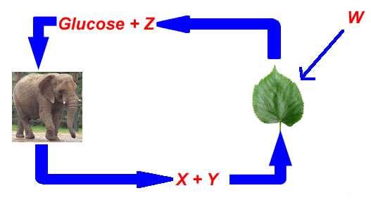 In Figure 2, square all the products (there are 2). 26. Where does the light-dependent reaction of photosynthesis occur in the chloroplast? 27.