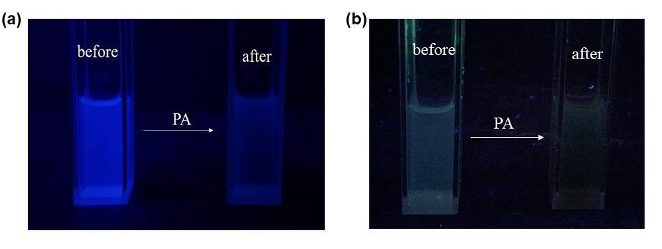 Fig. S14 The fluorescent visible color change of CMP-LS1 (a) and CMP-LS2 (b) dispersed in ethanol before and after addition of PA under UV