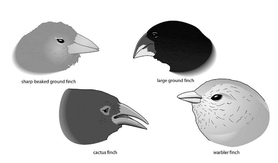 10 Variation When Charles Darwin visited the Galapagos Islands, he saw 13 different species of finch, each with a different shape of beak that is adapted for feeding on different food.