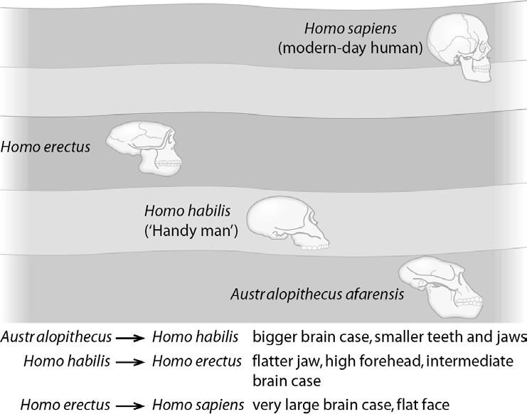 15 Human evolution The diagram shows changes in some human skulls over millions of years. Describe what has happened to the skulls over time as humans have evolved.