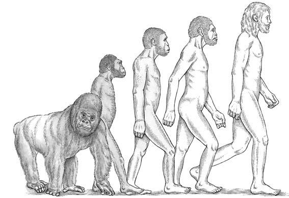 Look at the diagram showing how humans have evolved over millions of years.