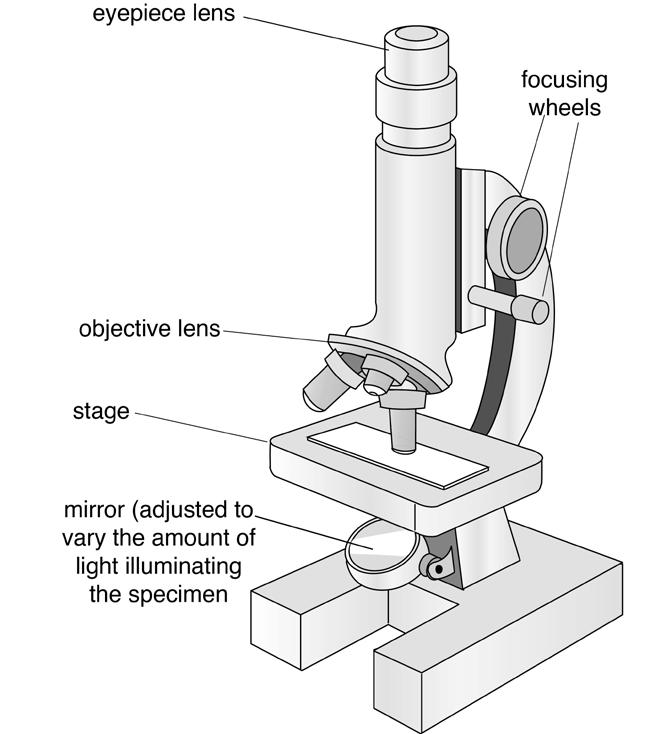 3 How to look at cells Why do we need a microscope to see cells?