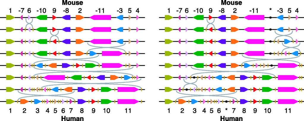 Genome Rearrangement Example: Mouse vs. Human X Chromsome Figure from: Pevzner and Tesler.