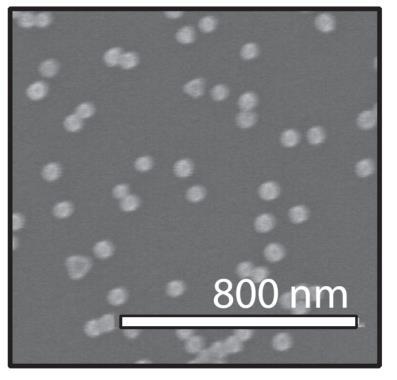 Kelvin probe microscopy 60 nm Au