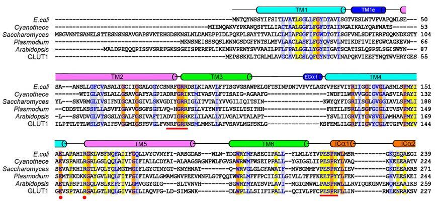 SUPPLEMENTARY INFORMATION RESEARCH Supplementary Figure 2 Sequence alignment of the E. coli XylE with homologs from other organisms. Secondary structural elements of the E.