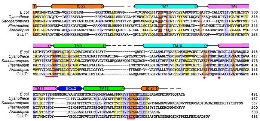 The conserved SP family signature motifs are underscored with red lines or dots. The listed XylE homologs, from top to bottom, are from Escherichia coli O157:H7 str.