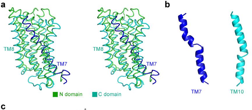 RESEARCH SUPPLEMENTARY INFORMATION Supplementary Figure 5 The structure of D-xylose-bound XylE is outward-facing and partly occluded. a, The N- and C-domains of XylE share a similar fold.