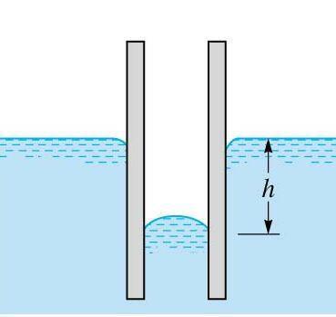 Wetted Non-Wetted Adhesion Cohesion Adhesion Cohesion Adhesion > Cohesion Cohesion > Adhesion h is the height,