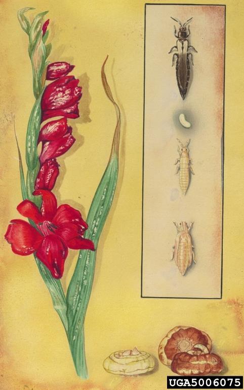 Art Cushman, USDA Systematics Entomology