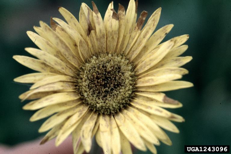 Western Flower Thrips Damage Whitney