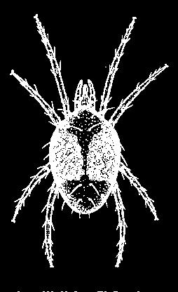 Mite and Tick Body Regions CLASS: Arachnida ORDER: Acari OHIO