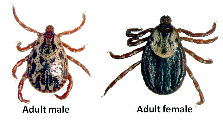 Trio of Important Ticks Adult Activity: Late March through July Transmits (Rocky Mt.
