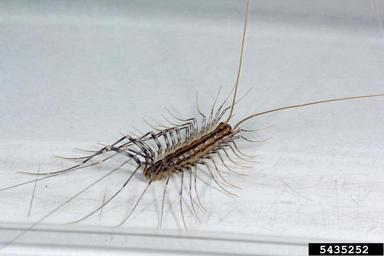This is NOT a silverfish.