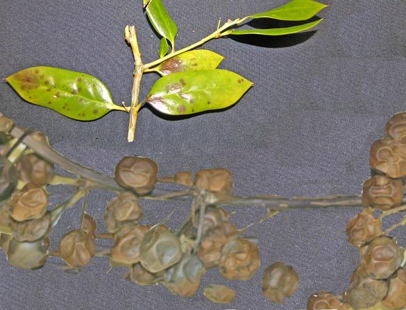 Holly During cool, wet weather in plantings with saturated soils and poor air circulation, Phytophthora leaf, twig blight, and root rot may occur.