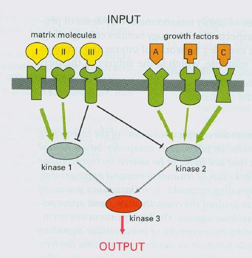 Intra-cellular signaling networks: Neural