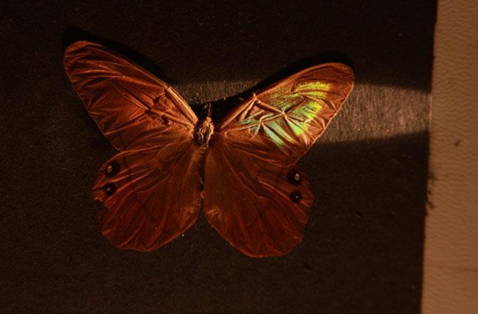 Butterfly image shows that actual color of pigment on the butterfly wing is grey and