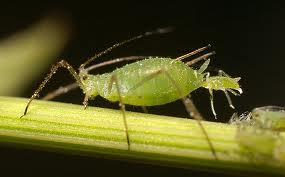 SDE Models Aphid Growth Model Also known as plant lice, or greenfly They are sall sap sucking insects Soe