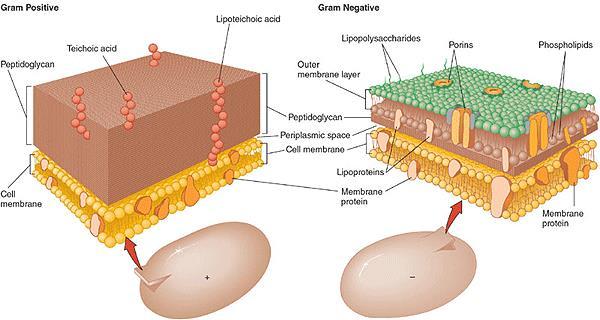 22 Cell Wall Bacteria, archaea, fungi, plants, and algae typically have cell walls with different chemical composition