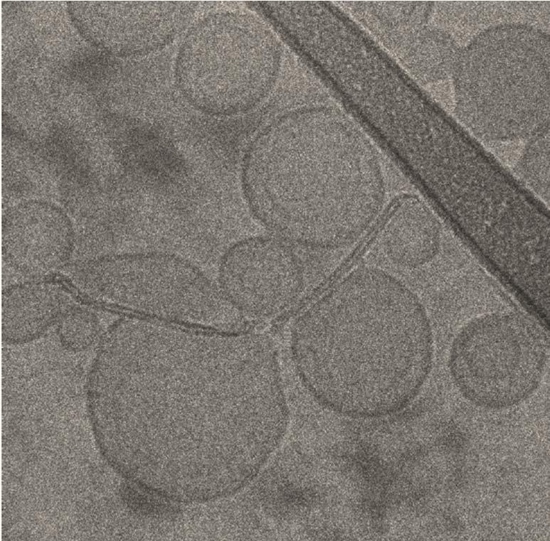 Cryogenic TEM Imaging of MWNT-Vesicle Suspensions 200 nm (a)