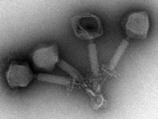 bacteriophages -