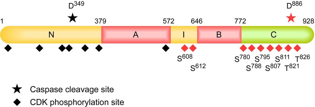Introduction Figure 5. Domain structure of the Retinoblastoma protein The A and B pocket domains are shaded in red; CDK phosphorylation sites are indicated by diamonds.