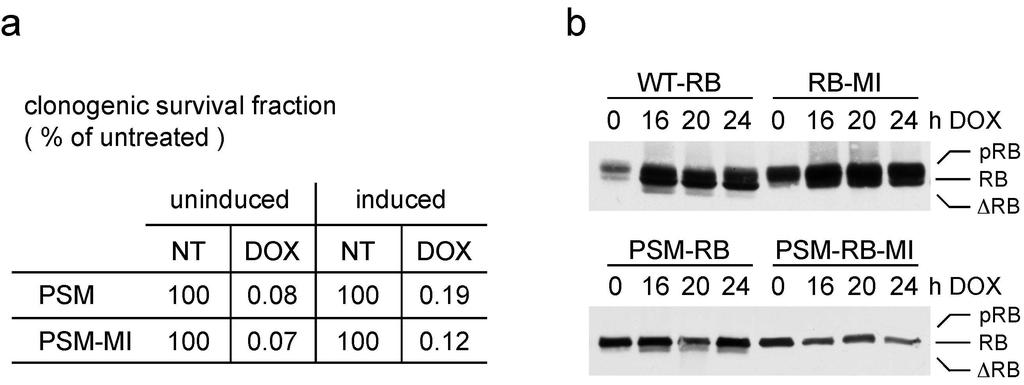 Results Figure 4. Doxorubicin (DOX) induces long-term growth arrest in Rat-16 cells. (a) Lack of clonogenic survival in DOX-treated Rat-16 cell populations.
