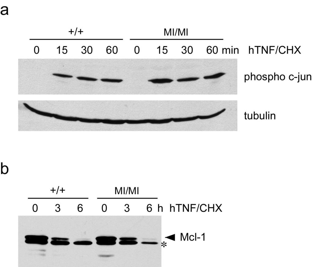 Results Figure 18. Normal c-jun phosphorylation and Mcl-1 cleavage in htnf-treated Rb MI/MI cells (a) Human TNF induces c-jun phosphorylation in wild-type and Rb MI/MI cells.