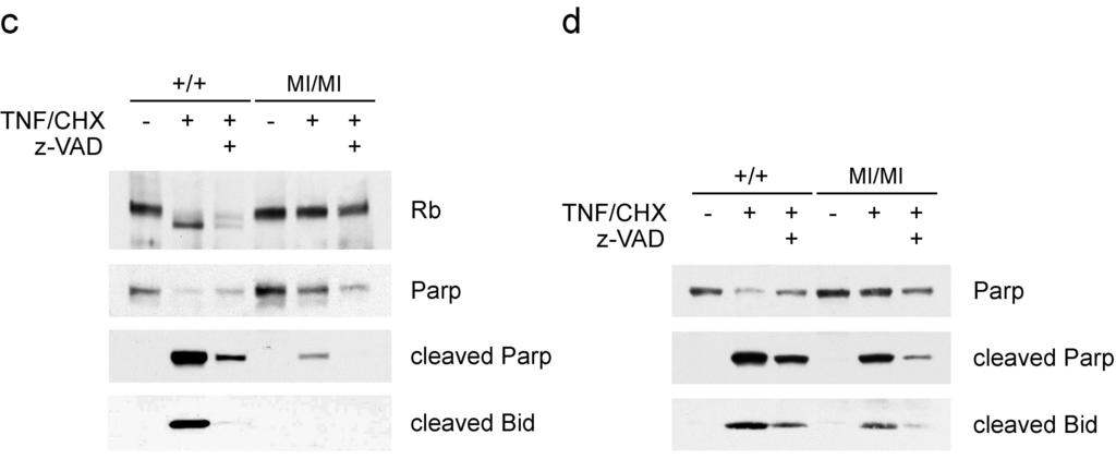 Results Figure 24. Effect of caspase inhibitors on TNF induced apoptosis (a) Caspase inhibition has diverse effect on TNF-induced cell death in wild-type and Rb MI/MI cells.