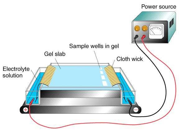 Gel electrophoresis - horizontal The figure was found at http://www.