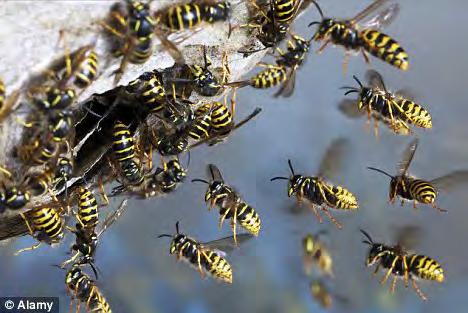 Solitary vs Social Behavior Solitary bees: Single queen per nest