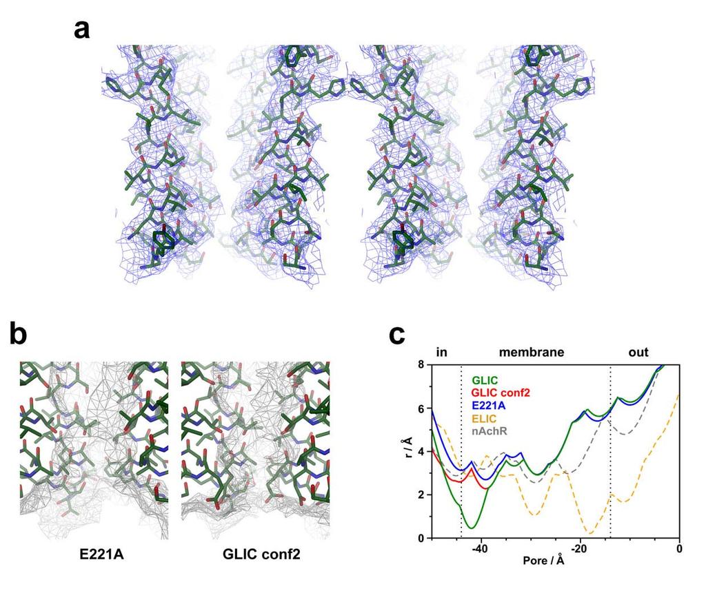 Figure S8 E221A structure. a 2F o -F c electron density at 3.6 Å (contoured at 1 σ) is shown superimposed on the pore helices of the refined E221A mutant.