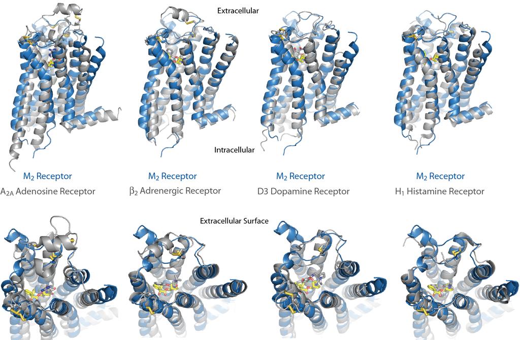 REERCH UPPEER ORO upplementary igure 3. Comparison of the 2 receptor structure with other monoamine PCRs.