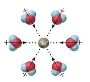 ion-dipole interactions solvation