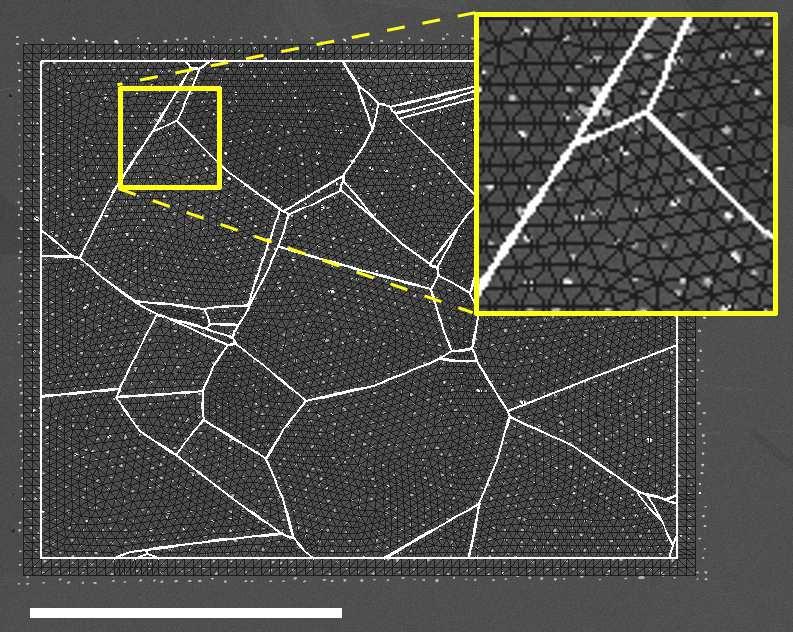 Figure 1: Unstructured mesh compatible with the underlying microstructure for DIC measurements.