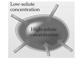 Osmosis in Blood Cells If the solute concentration outside the cell is greater than that inside the cell, the solution is hypertonic.