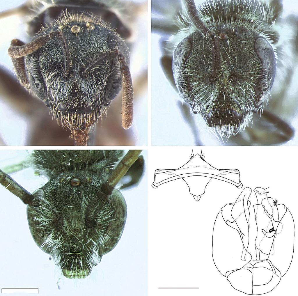 754 Gonçalves - Notes on the Identity of Halictus glabrescens Cockerell and Description of a New Species of... 1 2 4 0.50 mm 3 0.