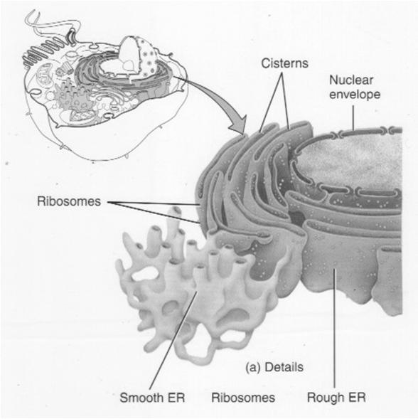 cells membranes Rough ER: