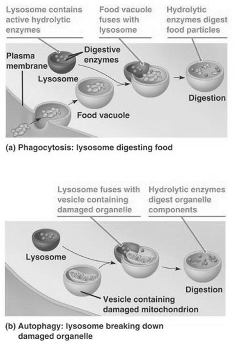 Lysosomes Bundles of digestive enzymes packaged by